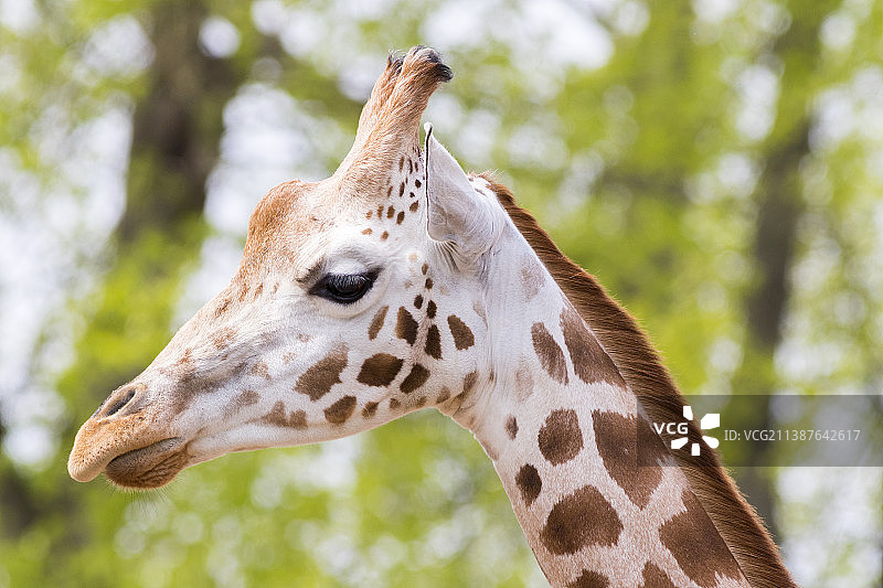 长颈鹿的树背景特写图片素材