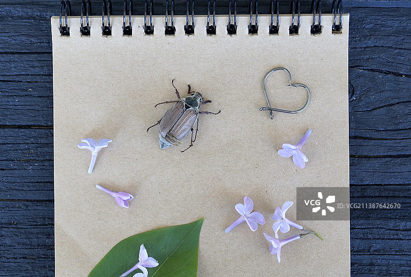 木桌上的昆虫和花朵螺旋笔记本俯视图图片素材