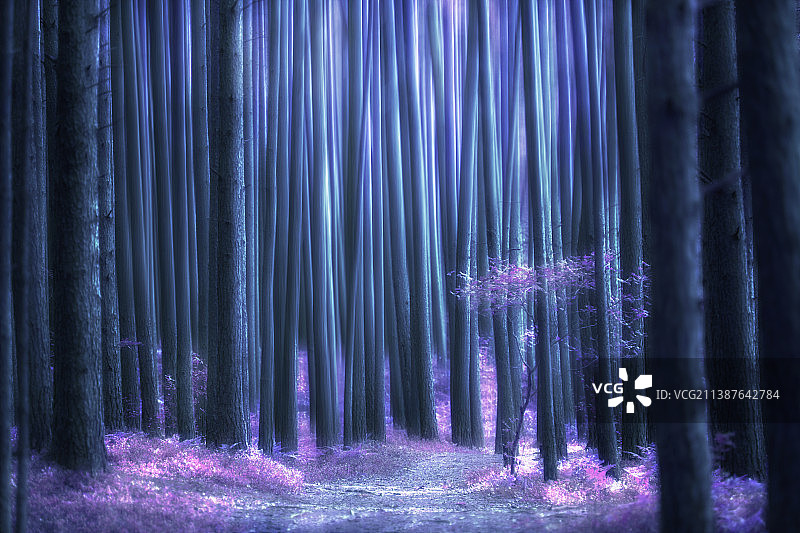 拉脱维亚的森林树木图片素材