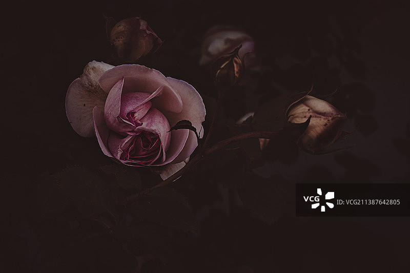 黑背景下的玫瑰花特写图片素材