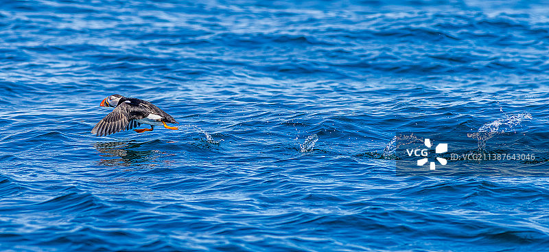 海鹦在水上奔跑图片素材