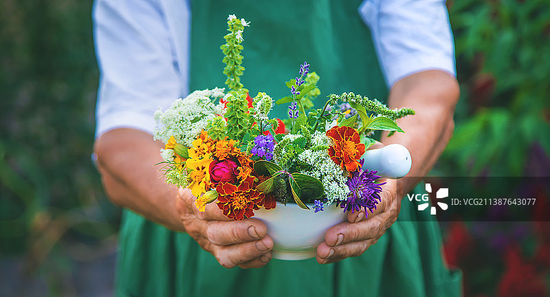 女人采集药草和鲜花，选择性聚焦图片素材