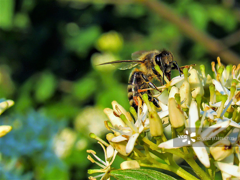 蜜蜂在花上采蜜特写，乌克兰利沃夫图片素材