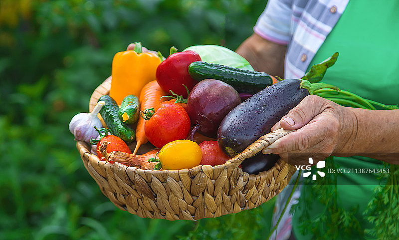 奶奶在花园里收获蔬菜图片素材