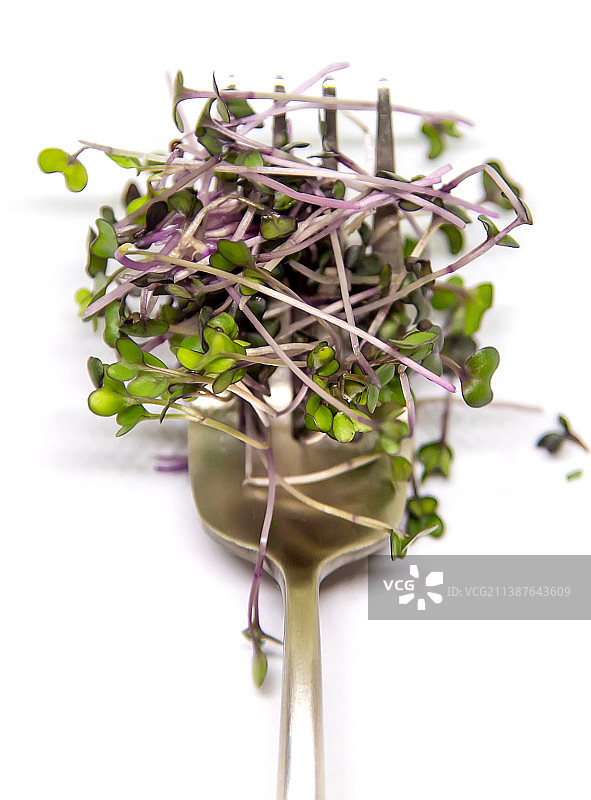 白色背景下的红甘蓝苗特写图片素材