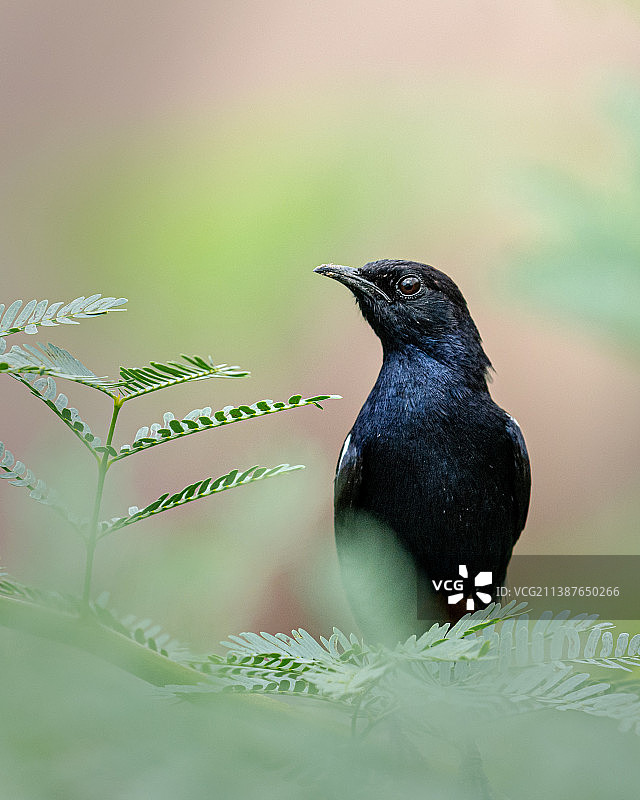 鸣禽栖息在树枝上的特写图片素材