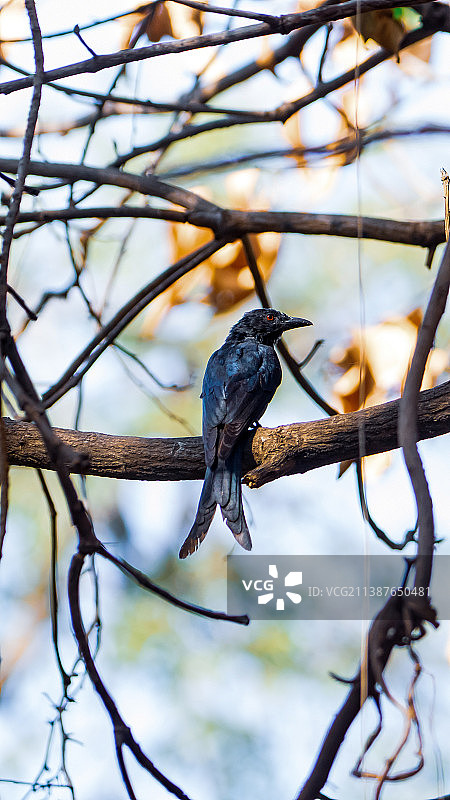 栖息在树枝上的热带叉尾蜂鸟低角度视图图片素材