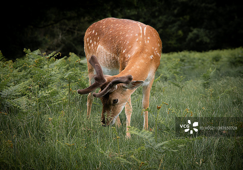 草地上站立的白色动物侧视图，里士满公园，英国图片素材