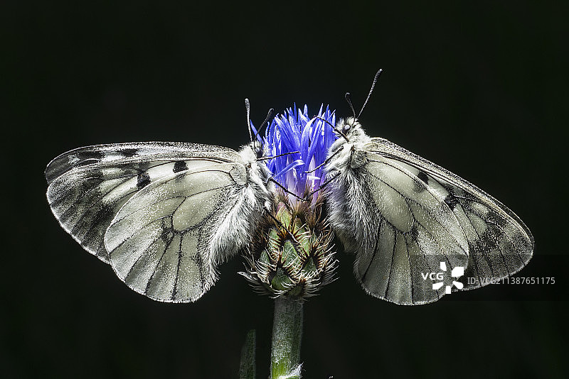 蝴蝶在花上授粉的特写图片素材