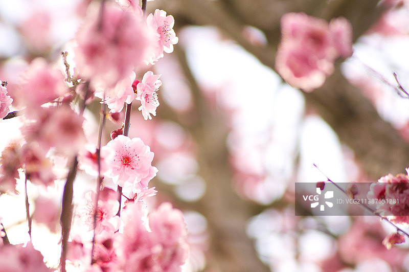 澳大利亚维多利亚州布莱克本的粉色樱花特写图片素材
