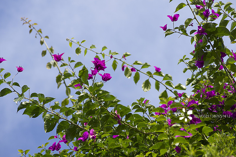 从低角度看澳大利亚维多利亚州布莱克本的粉色开花植物图片素材