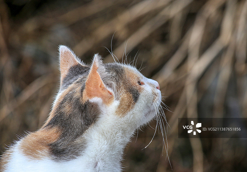 猫咪看向别处的特写图片素材