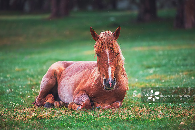 绿草牧场上的马图片素材