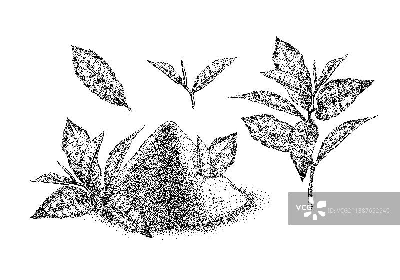 抹茶粉和茶叶：日式绿茶图片素材