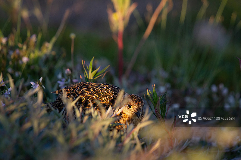 加拿大努纳武特地区，躲藏在植物和柳树丛中的雷鸟幼鸟图片素材