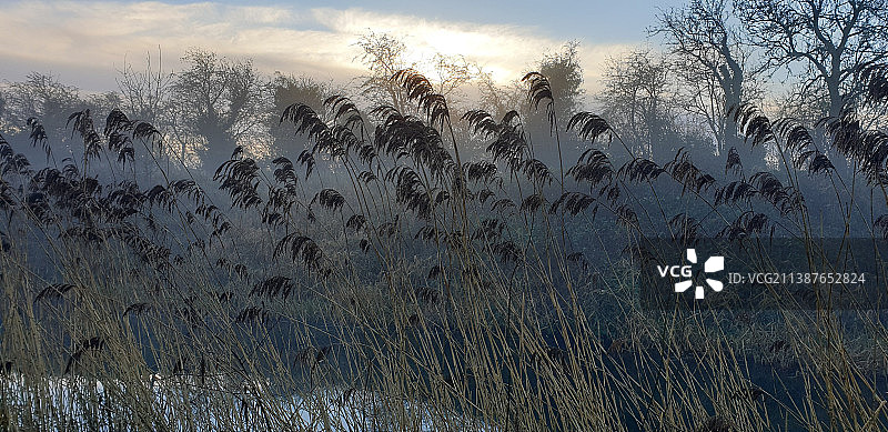 爱尔兰约翰斯敦日落时分的森林风光图片素材