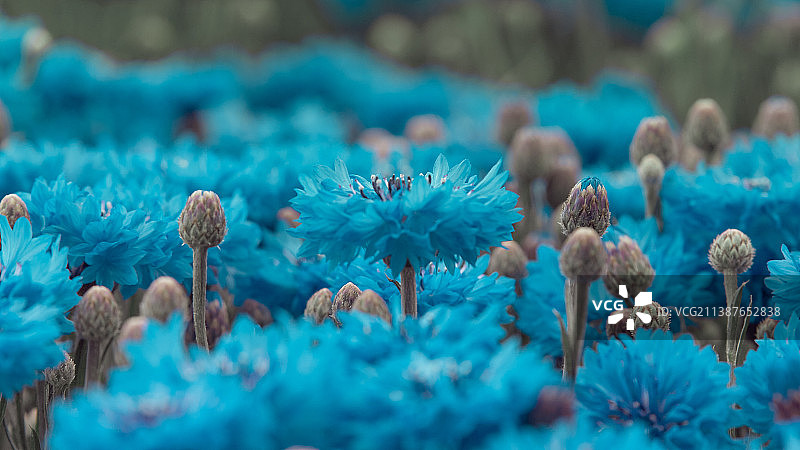 蓝色开花植物特写，瑞典斯德哥尔摩图片素材
