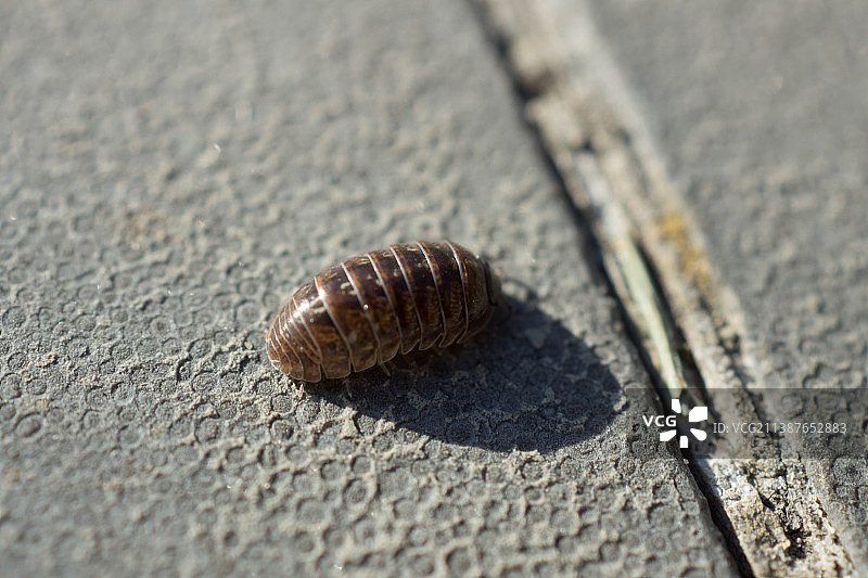 蜗牛在人行道上的特写图片素材