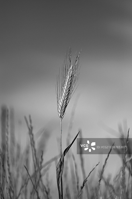 天空下田野上农作物的特写图片素材