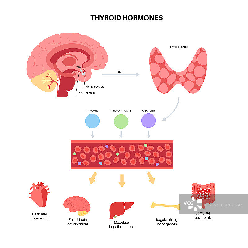 甲状腺激素图图片素材