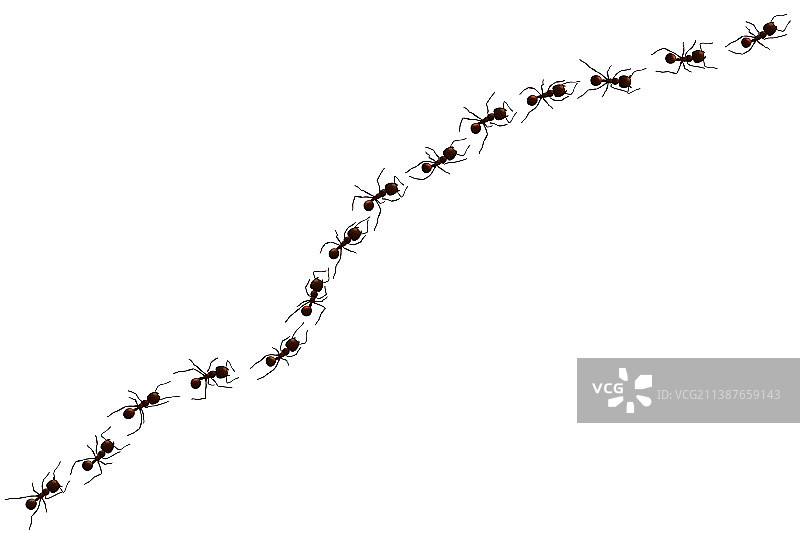 黑蚂蚁的足迹图片素材