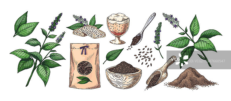 手绘奇亚籽植物和谷物花卉图片素材