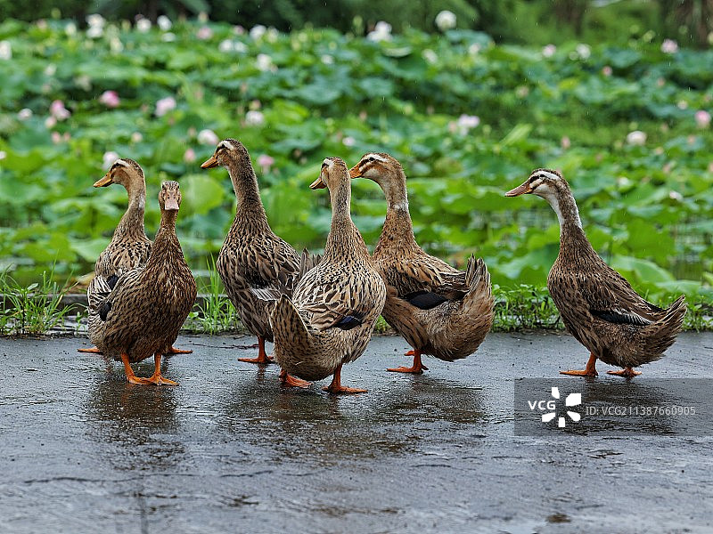 雨后荷塘图片素材