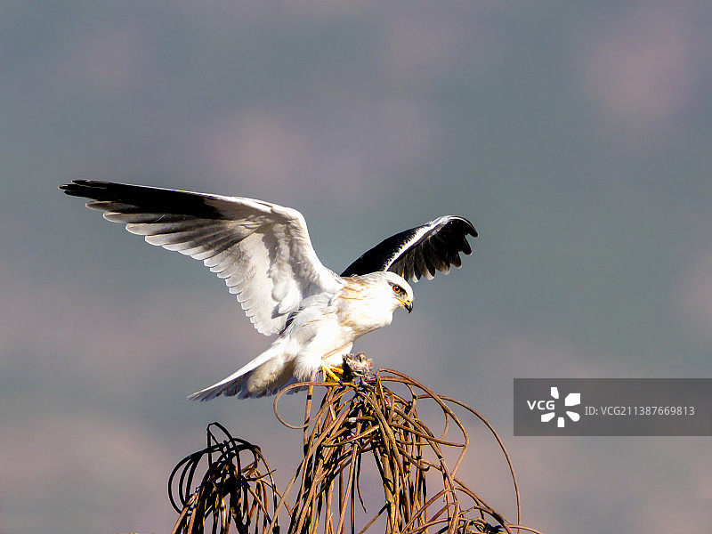 白尾鸢图片素材