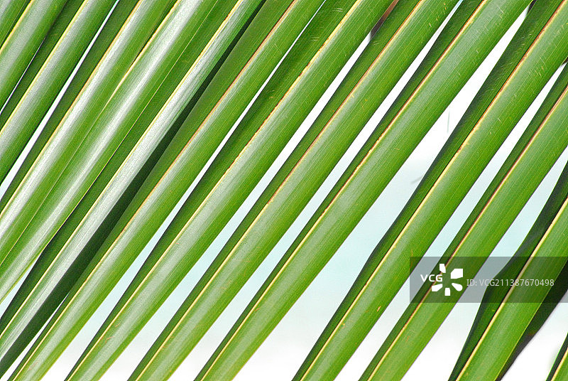 棕榈叶特写，巴哈马图片素材