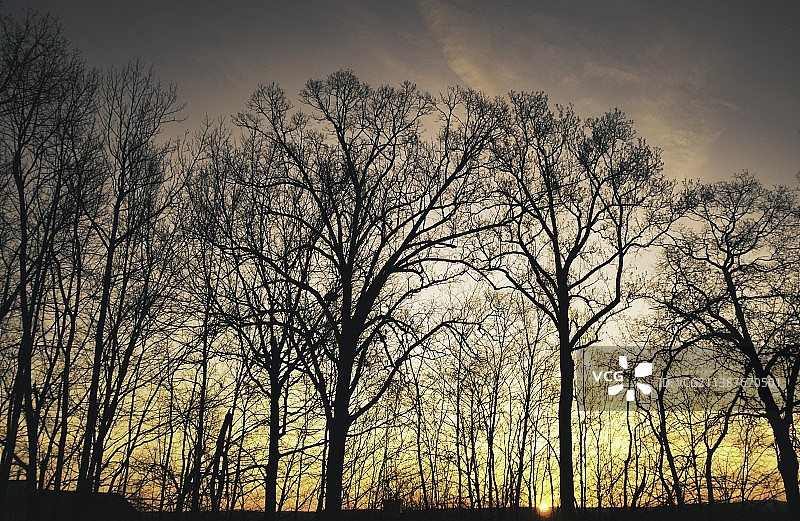 日落时分天空下的光秃秃的树木轮廓图片素材