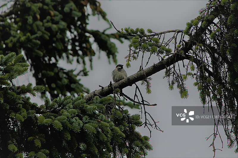 仰视角度：啄木鸟停留在树上，天空为背景图片素材