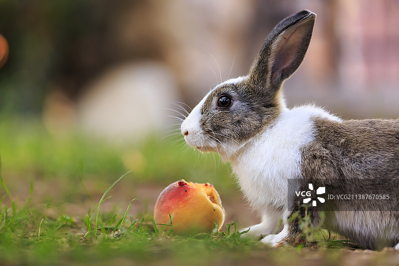 土耳其，兔子在草地上吃桃子特写图片素材