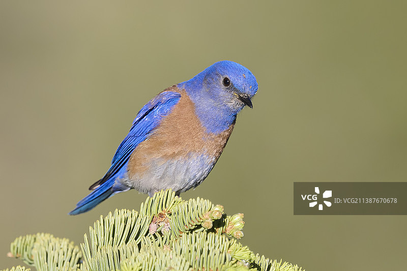 蓝喉歌鸲栖息在植物上的特写，圣贝纳迪诺山脉，加利福尼亚，美国图片素材