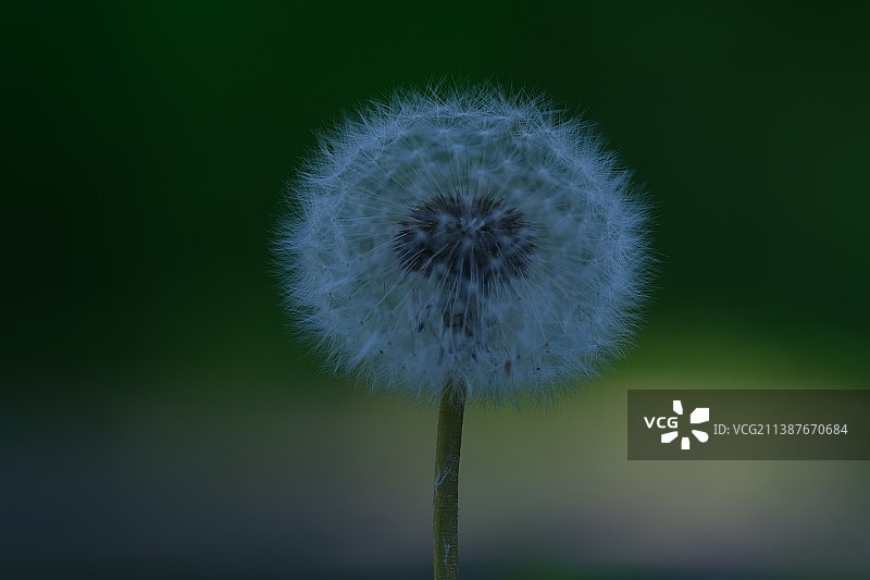 俄罗斯蒲公英花朵特写图片素材