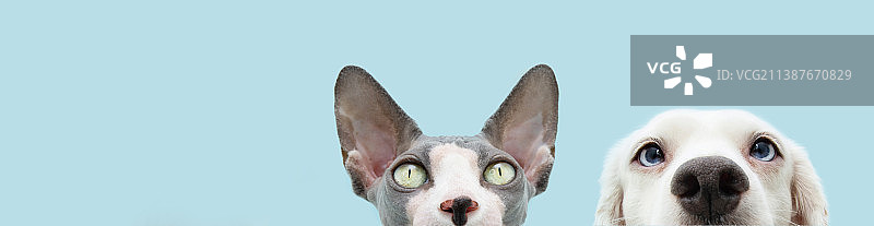 猫狗头像隐藏在蓝色背景banner，西班牙赫罗纳图片素材