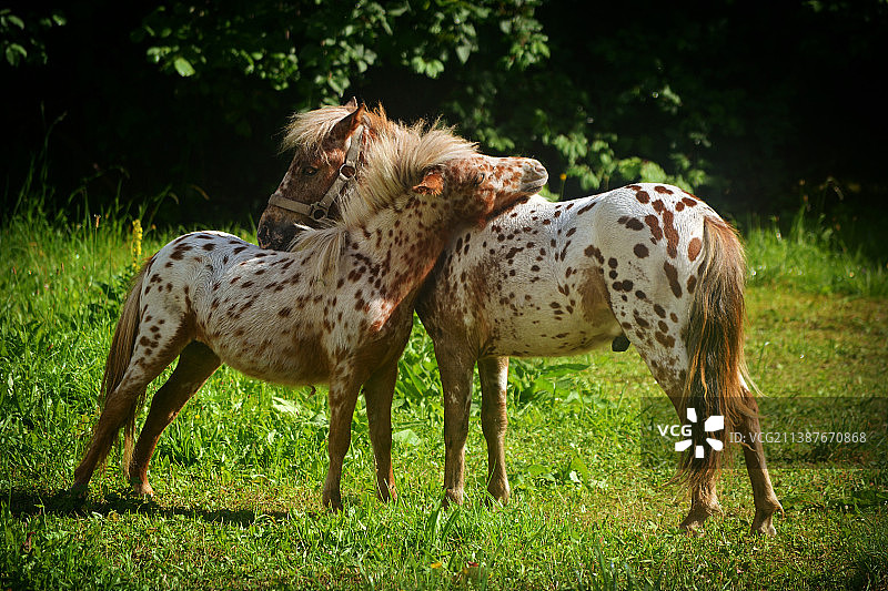 两匹小马锁定在一个瞬间图片素材