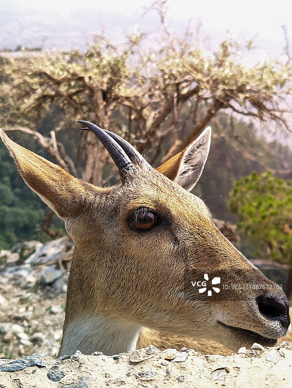 喜马拉雅蓝绵羊凝视镜头图片素材