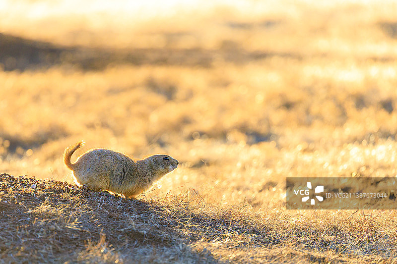 草原犬鼠，位于美国俄克拉荷马州威奇托山自然栖息地图片素材