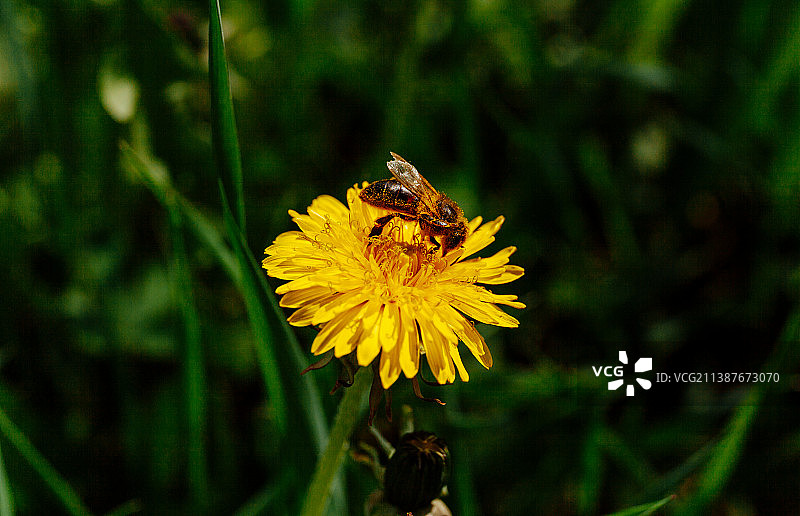 蜜蜂在黄色花朵上采蜜特写，乌克兰赫梅利尼茨基图片素材