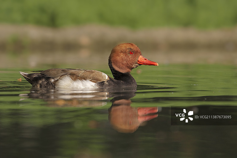鸭子在湖里游泳的特写图片素材