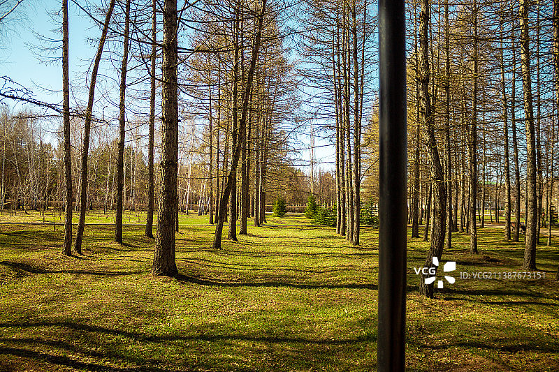 树木在森林图片素材