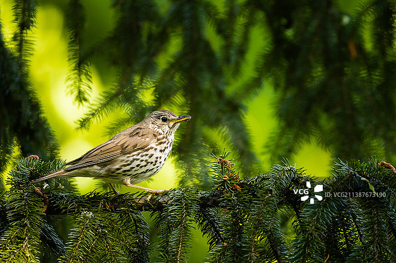 近距离拍摄栖息在树上的欧歌鸫图片素材