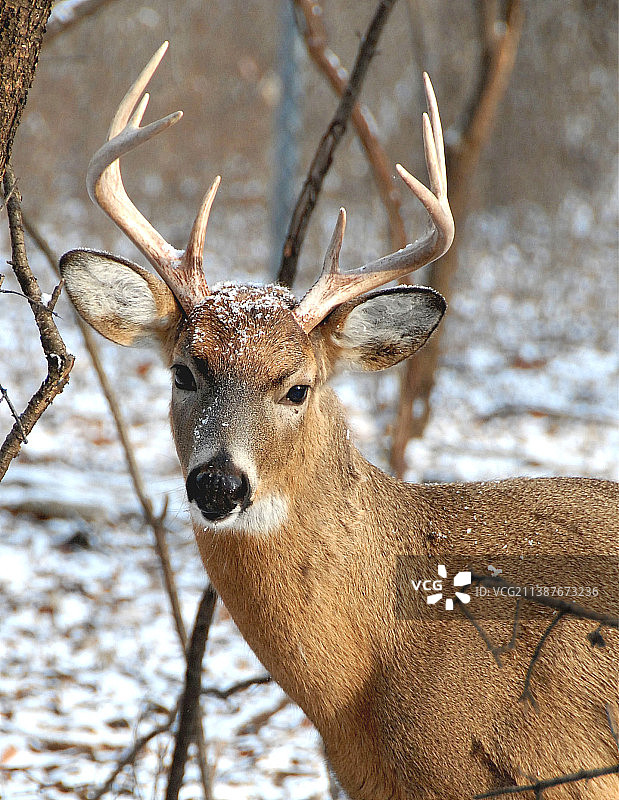 美国北园乡村自然中心田野上的白色花朵特写图片素材