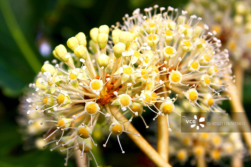 英国哈德斯菲尔德白色开花植物特写图片素材