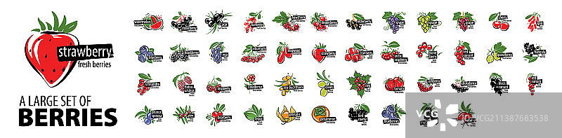 白色背景上的一组彩绘浆果图片素材