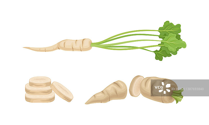 带绿叶和根的新鲜欧芹植物图片素材
