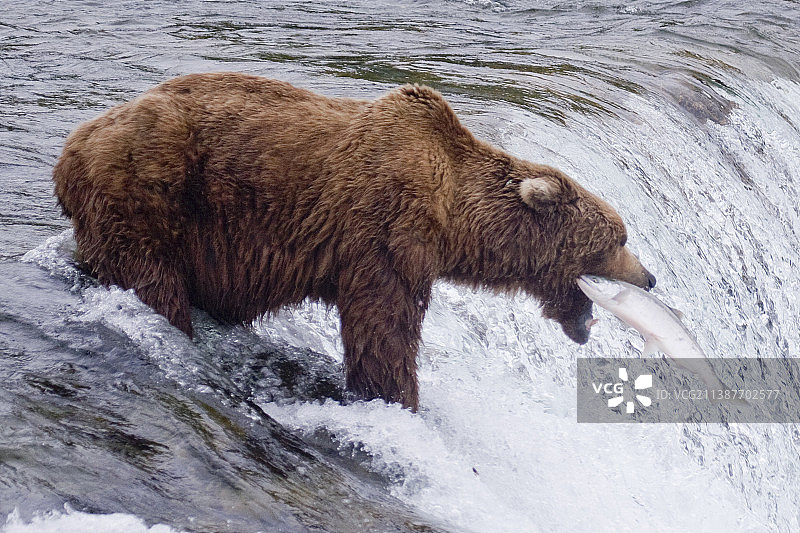 棕熊在布鲁克斯瀑布捕鱼，沙龙跳入熊口图片素材