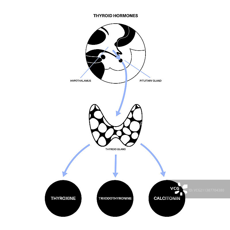 甲状腺激素图图片素材