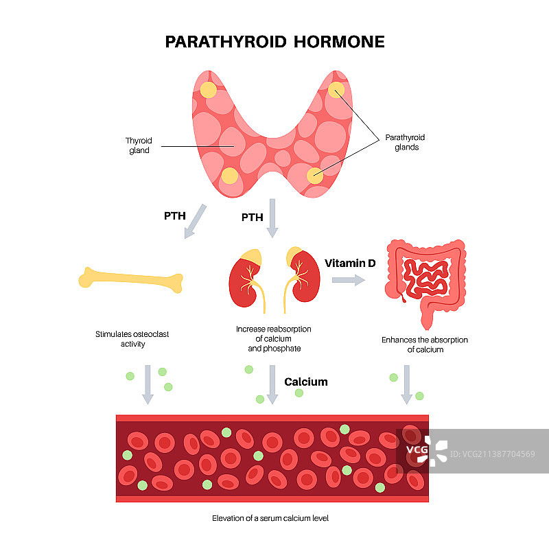 甲状旁腺解剖结构图片素材