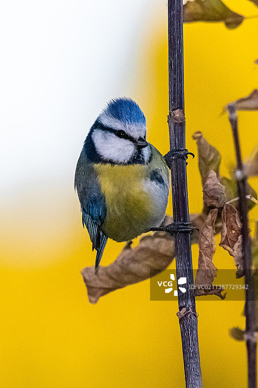 蓝山雀栖息在树枝上的特写，法国图片素材